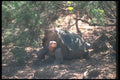 103013 Giant Saddle Backed Tortoise Standing A4 Photo Print