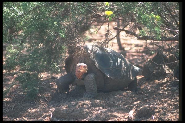 103013 Giant Saddle Backed Tortoise Standing A4 Photo Print