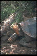 103014 Giant Saddle Backed Tortoise Close Up  A4 Photo Print