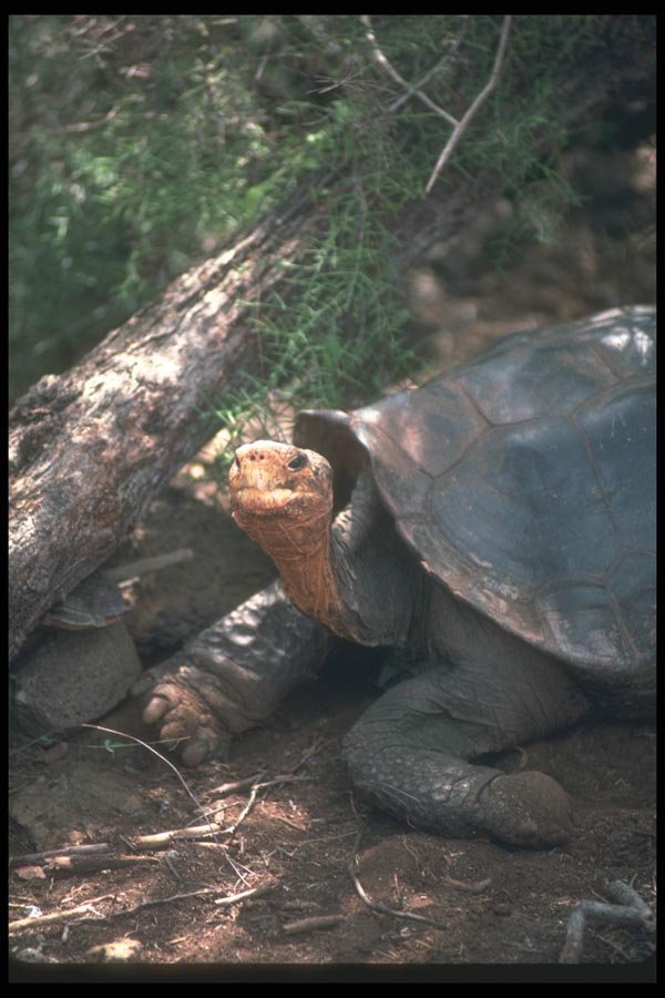 103014 Giant Saddle Backed Tortoise Close Up  A4 Photo Print