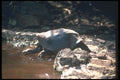 103015 Giant Saddle Backed Tortoise Entering Water A4 Photo Print