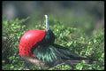 103017 Great Frigatebird, Male Courtship With Large Gular Sac A4 Photo Print