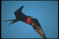 103018 Great Frigatebird In Flight A4 Photo Print