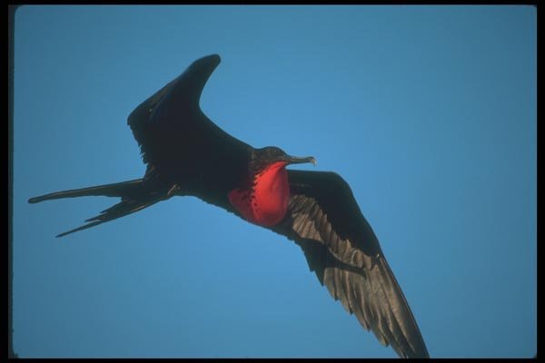 103018 Great Frigatebird In Flight A4 Photo Print