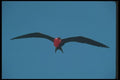 103019 Great Firgatebird In Flight A4 Photo Print
