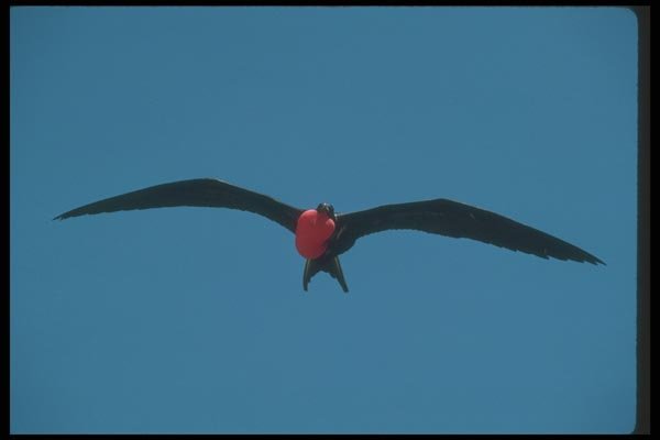 103019 Great Firgatebird In Flight A4 Photo Print
