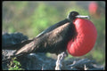 103020 Great Frigatebird, Male Courtship With Large Gular Sac A4 Photo Print