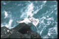 103021 Red Billed Tropic Bird In Flight A4 Photo Print