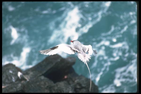 103021 Red Billed Tropic Bird In Flight A4 Photo Print