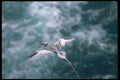 103022 Red Billed Tropic Bird In Flight A4 Photo Print