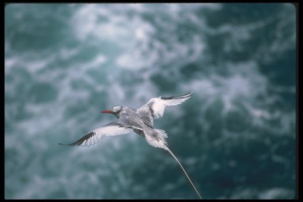 103022 Red Billed Tropic Bird In Flight A4 Photo Print