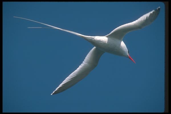 103023 Red Billed Tropic Bird In Flight A4 Photo Print