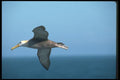 103024 Waved Albatross In Flight A4 Photo Print