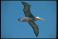 103025 Waved Albatross In Flight A4 Photo Print