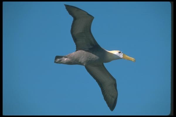 103025 Waved Albatross In Flight A4 Photo Print