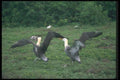 103026 Waved Albatross, Territorial Aggression A4 Photo Print