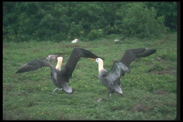 103026 Waved Albatross, Territorial Aggression A4 Photo Print