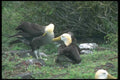 103027 Waved Albatross In Courtship A4 Photo Print