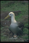 103028 Waved Albatross On Egg A4 Photo Print