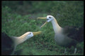103029 Waved Albatross In Courtship A4 Photo Print