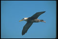 103030 Waved Albatross In Sky A4 Photo Print