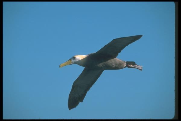 103030 Waved Albatross In Sky A4 Photo Print
