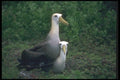 103031 Waved Albatross Mating A4 Photo Print