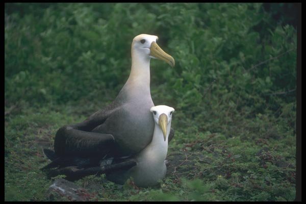 103031 Waved Albatross Mating A4 Photo Print