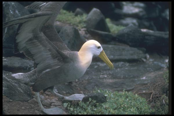 103032 Waved Albatross Ready To Fly A4 Photo Print