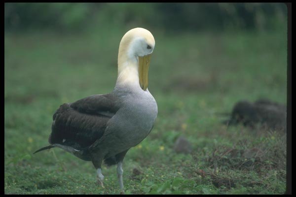 103033 Waved Albatross Preening Feathers A4 Photo Print
