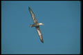 103034 Waved Albatross In Flight A4 Photo Print