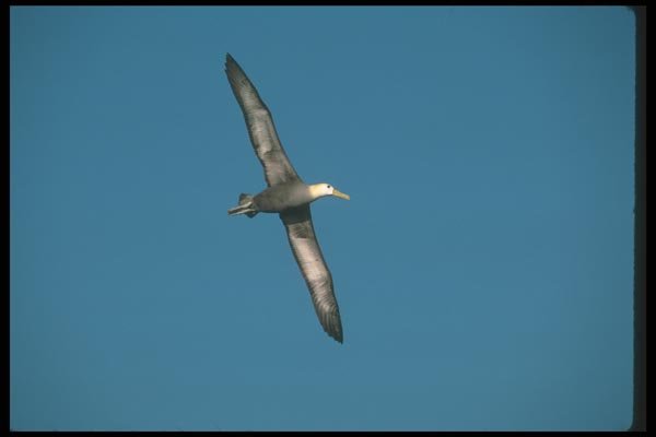103034 Waved Albatross In Flight A4 Photo Print