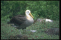 103035 Waved Albatross Walking A4 Photo Print