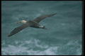 103036 Waved Albatross In Flight A4 Photo Print