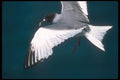 103037 Swallow Tailed Gull In Flight A4 Photo Print