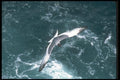 103038 Swallow Tailed Gull In Flight A4 Photo Print