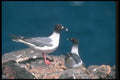 103039 Swallow Tailed Gulls On Rocks A4 Photo Print