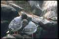 103040 Swallow Tailed Gulls, Courtship A4 Photo Print