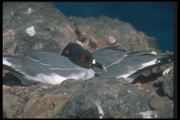 103041 Swallow Tailed Gulls On Rocks A4 Photo Print