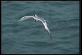 103042 Swallow Tailed Gull In Flight A4 Photo Print