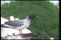 103043 Swallow Tailed Gull Calling From Rocks A4 Photo Print