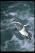 103044 Swallow Tailed Gull In Flight A4 Photo Print