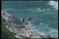 103045 Swallow Tailed Gulls On Rocks A4 Photo Print