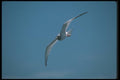 103046 Swallow Tailed Gull In Flight A4 Photo Print