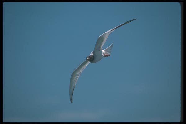 103046 Swallow Tailed Gull In Flight A4 Photo Print