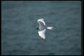 103047 Swallow Tailed Gull In Flight A4 Photo Print
