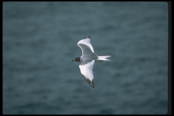 103047 Swallow Tailed Gull In Flight A4 Photo Print