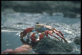 103048 Sally Lightfoot Crab A4 Photo Print