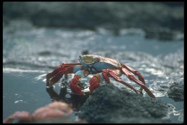 103048 Sally Lightfoot Crab A4 Photo Print