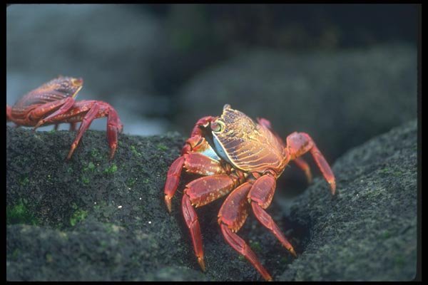 103049 Sally Lightfoot Crabs A4 Photo Print